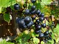2007-0930Grapes